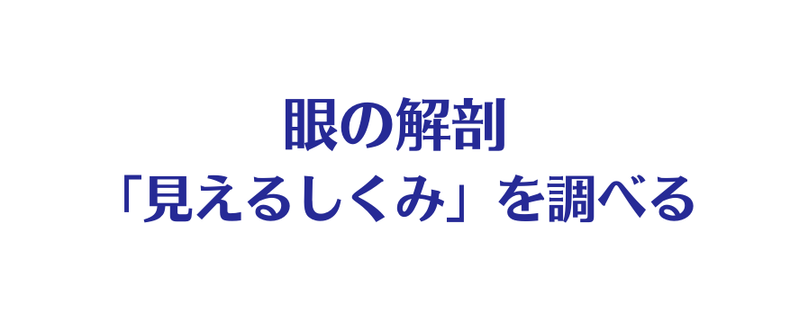 眼の解剖 見えるしくみ を調べる